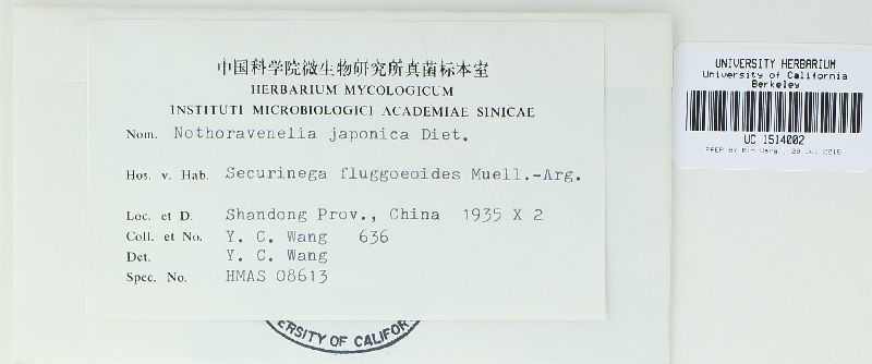Nothoravenelia japonica image