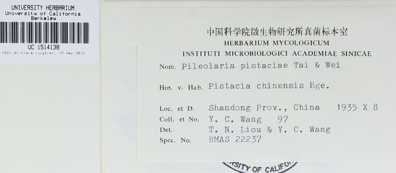 Pileolaria pistaciae image