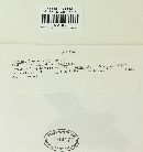 Puccinia lagenophorae image