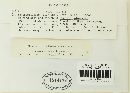 Puccinia graminis image