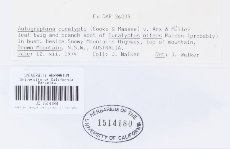 Aulographina image