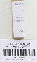Inocybe lacera image