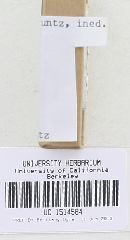 Inocybe lacera image