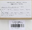 Marasmius pallidocephalus image