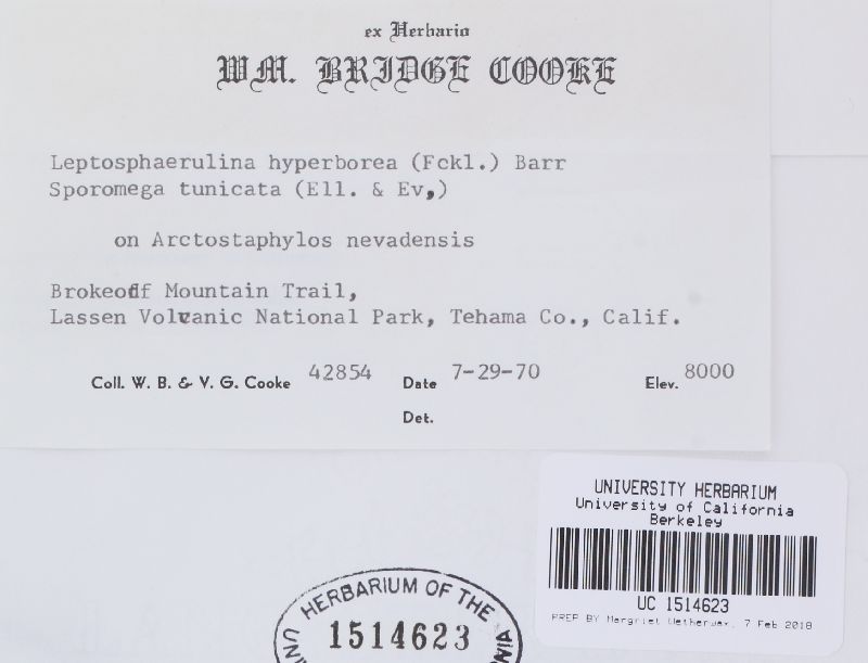 Leptosphaerulina hyperborea image