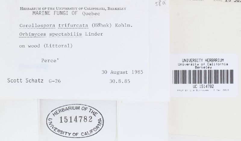 Corollospora trifurcata image