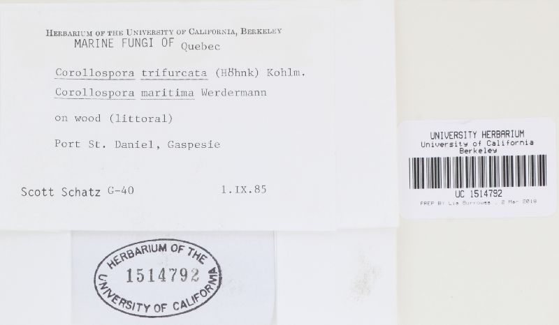 Corollospora trifurcata image
