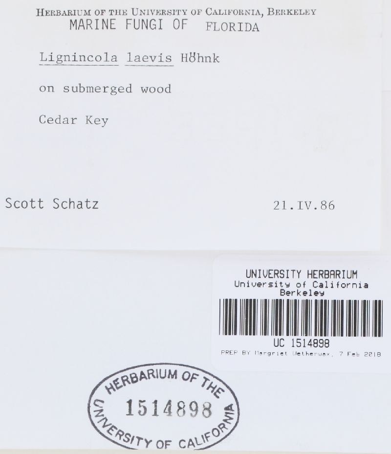 Lignincola laevis image
