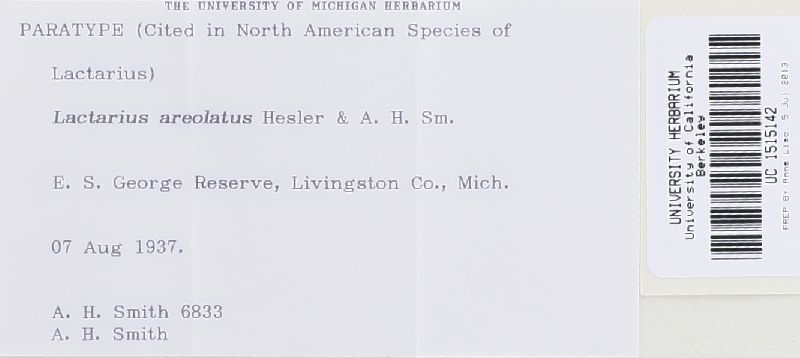 Lactarius areolatus image