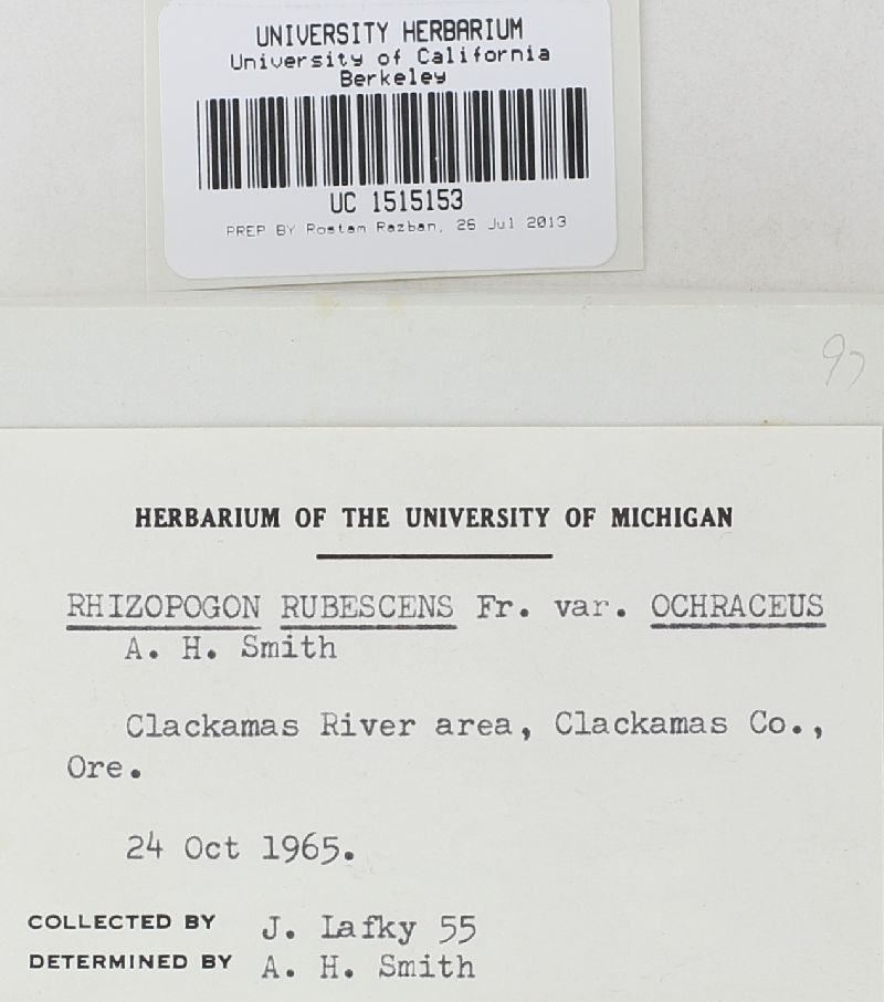 Rhizopogon rubescens var. ochraceus image