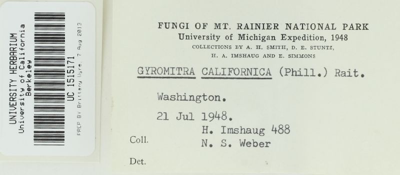 Gyromitra californica image