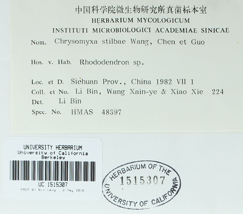 Chrysomyxa stilbae image