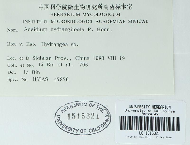 Aecidium hydrangiicola image