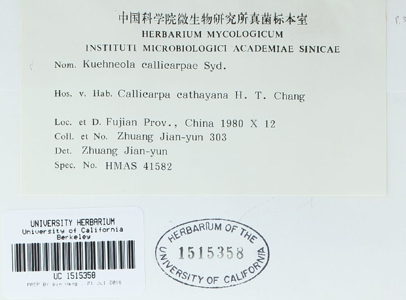 Kuehneola callicarpae image