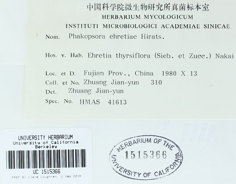 Phakopsora ehretiae image