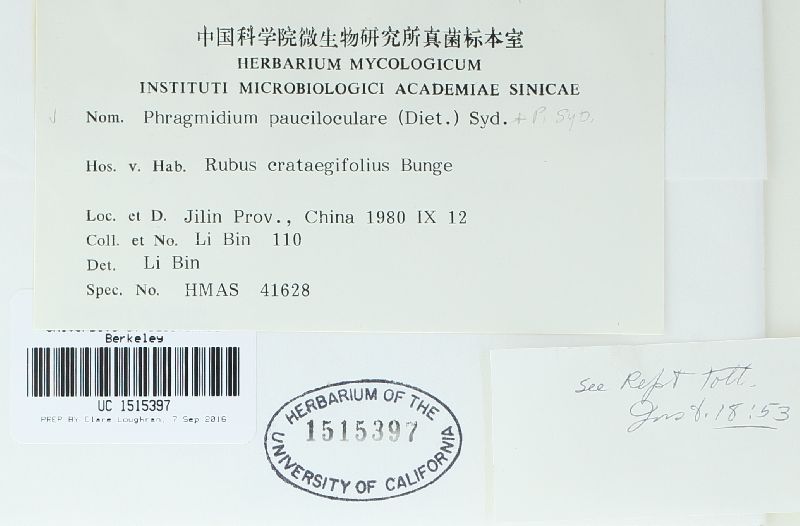 Phragmidium pauciloculare image