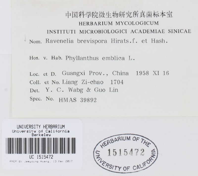 Kernkampella brevispora image
