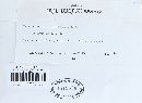 Trichaptum abietinum image