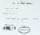 Melampsora epitea var. epitea image