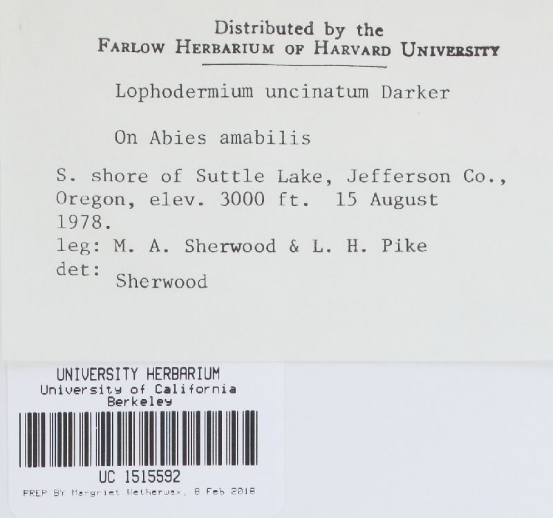 Lophodermium uncinatum image