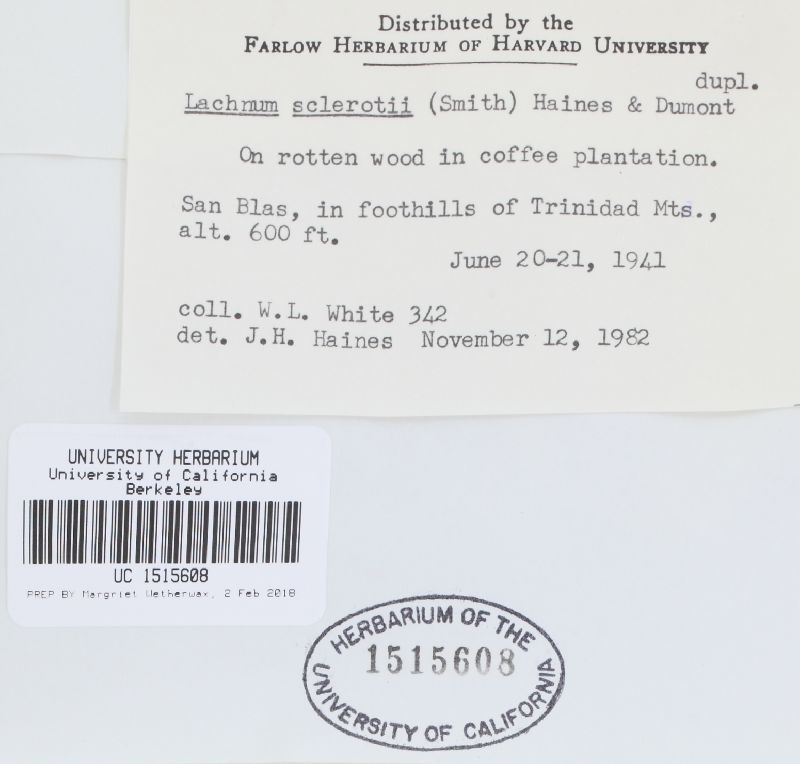 Lachnum sclerotii image
