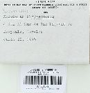 Boletus chrysenteron image