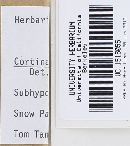 Cortinarius verrucisporus image