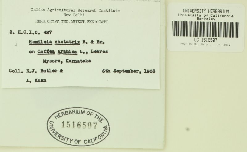 Hemileia vastatrix image