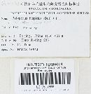 Inonotus hispidus image