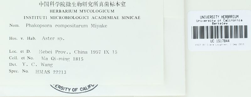 Phakopsora compositarum image