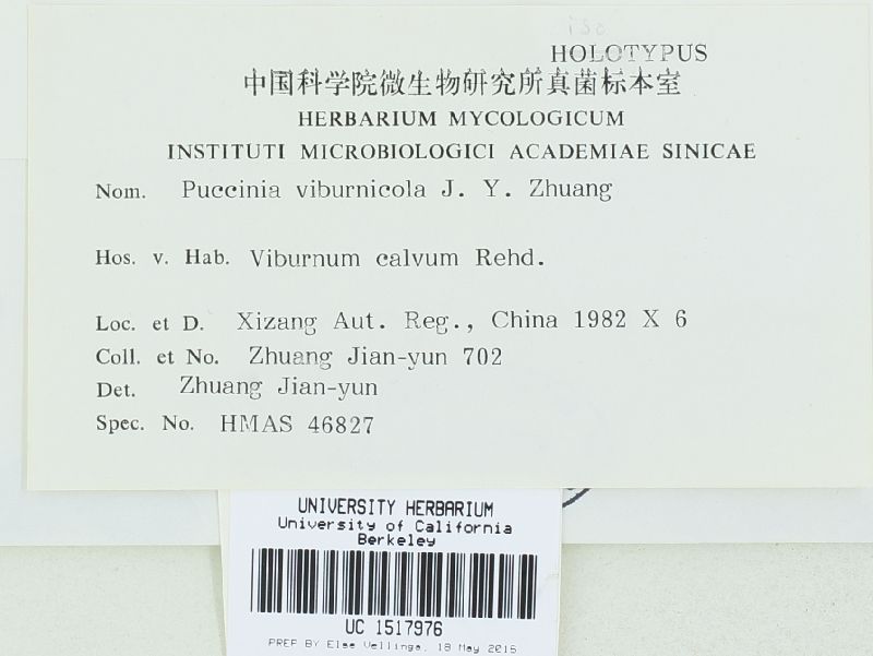 Puccinia viburnicola image