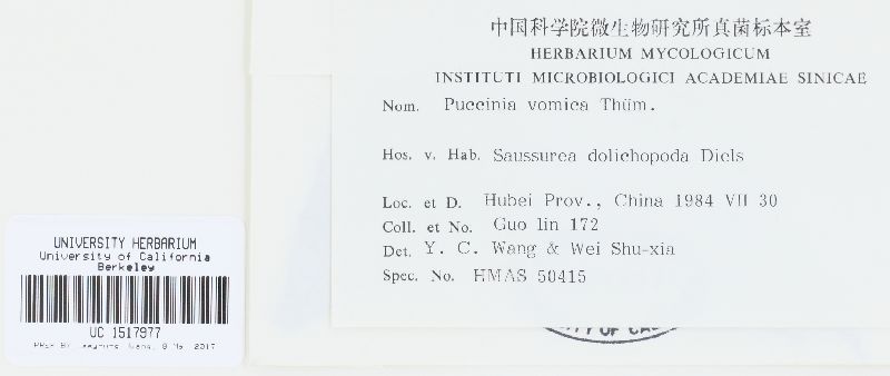 Puccinia vomica image