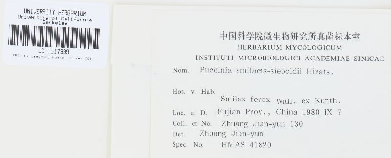 Puccinia smilacis-sempervirentis image