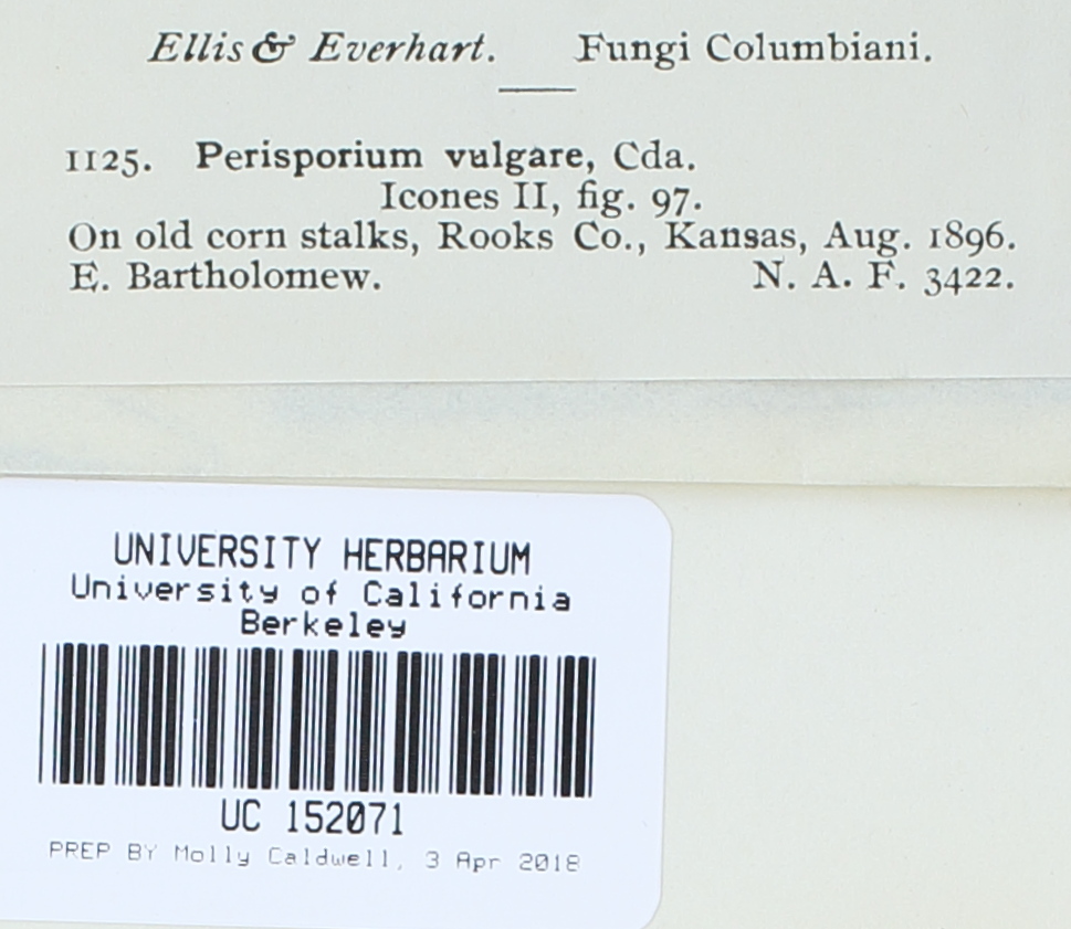 Preussia vulgaris image