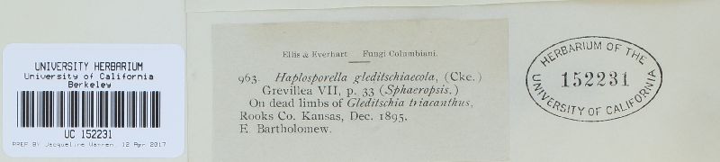 Aplosporella gleditschiaecola image