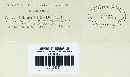 Melampsora lini image