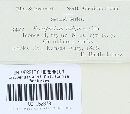 Preussia vulgaris image