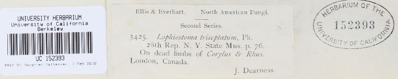 Lophiostoma triseptatum image