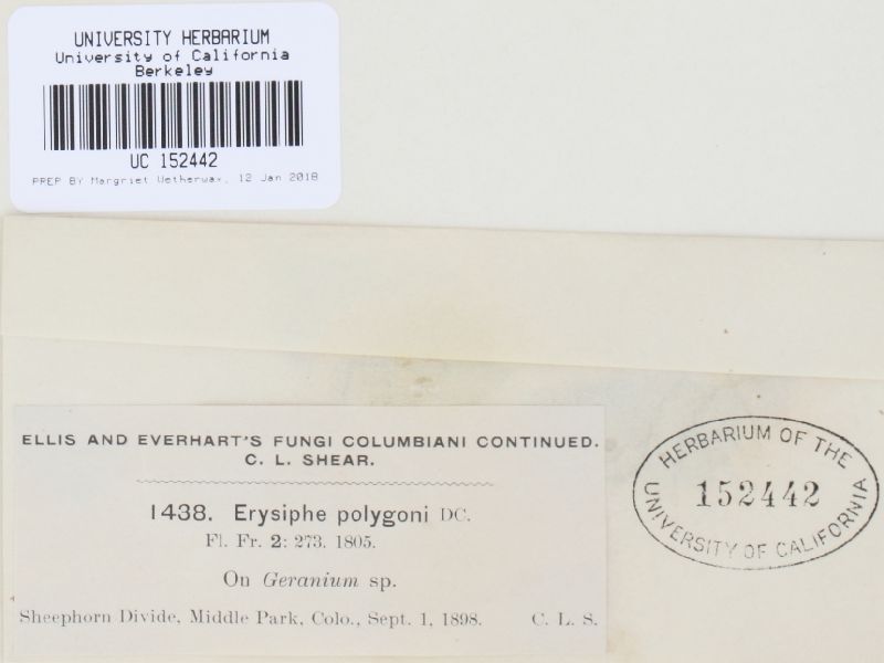 Erysiphe geraniacearum image