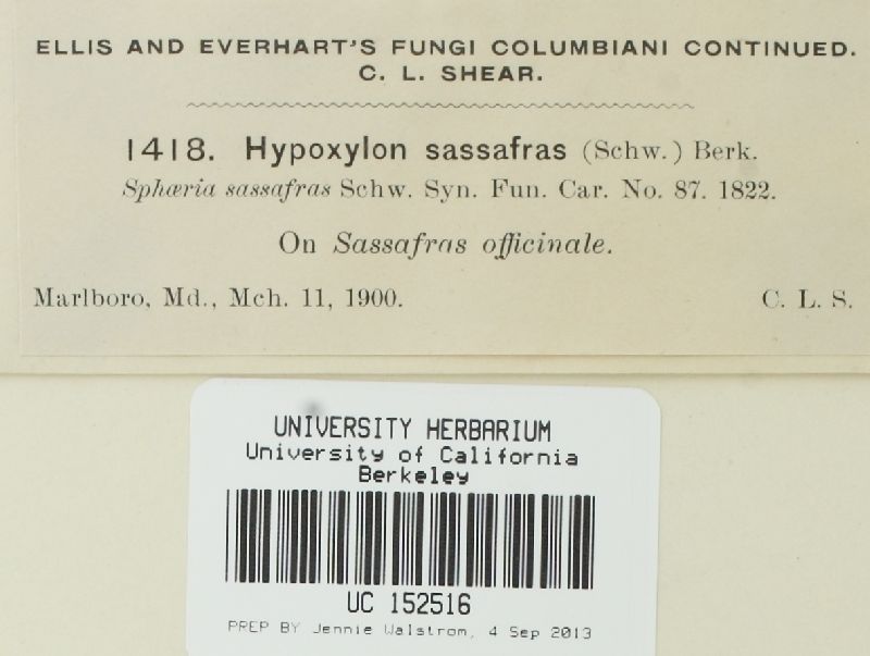 Creosphaeria sassafras image