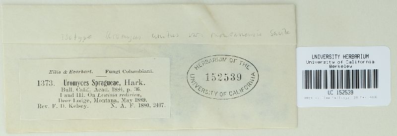 Uromyces unitus subsp. montanensis image