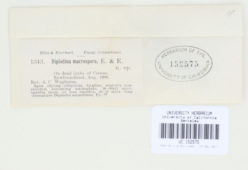 Diplodina macrospora image