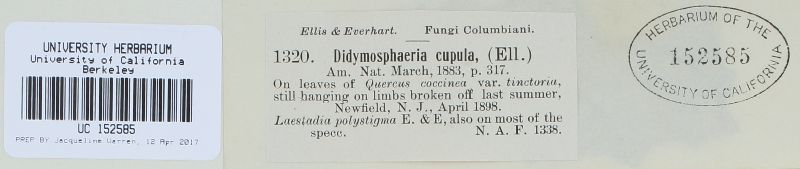 Amphisphaeria cupula image