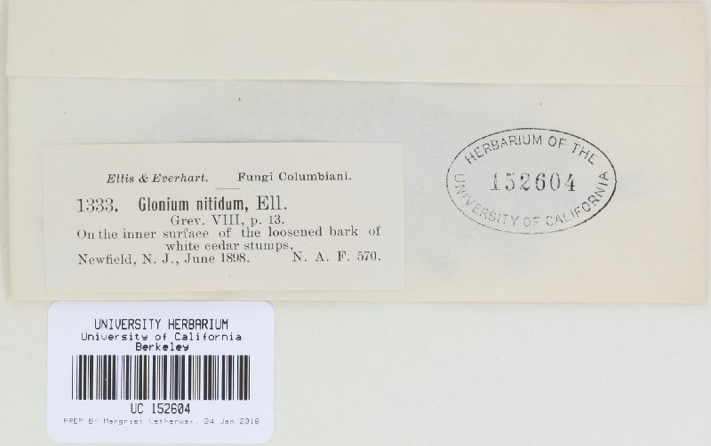Glonium nitidum image