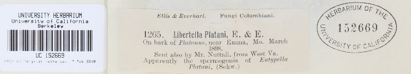 Libertella platani image