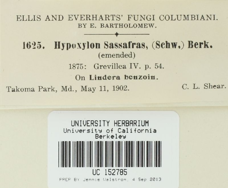 Creosphaeria sassafras image