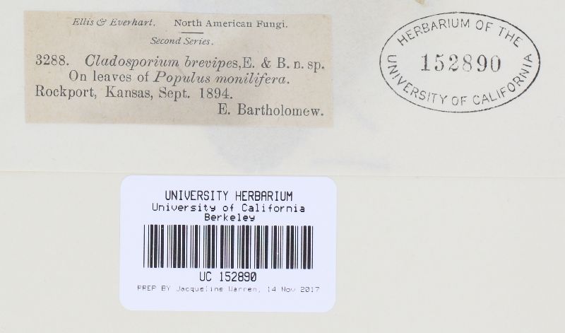 Cladosporium brevipes image