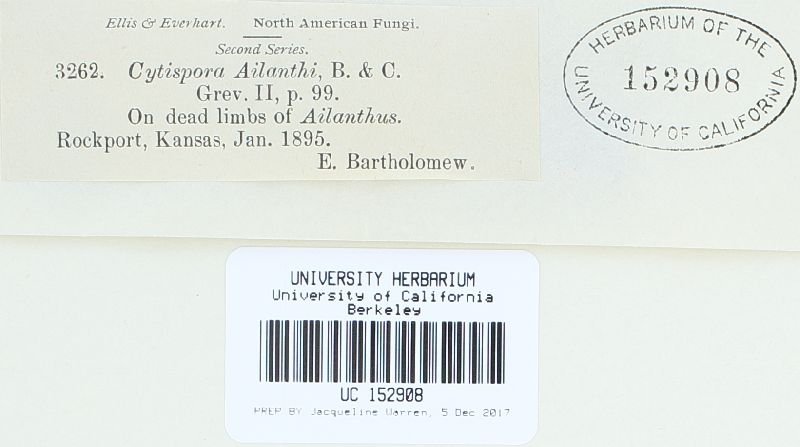 Cytospora ailanthi image