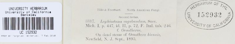 Lophiostoma vagabundum image