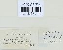 Puccinia recondita image